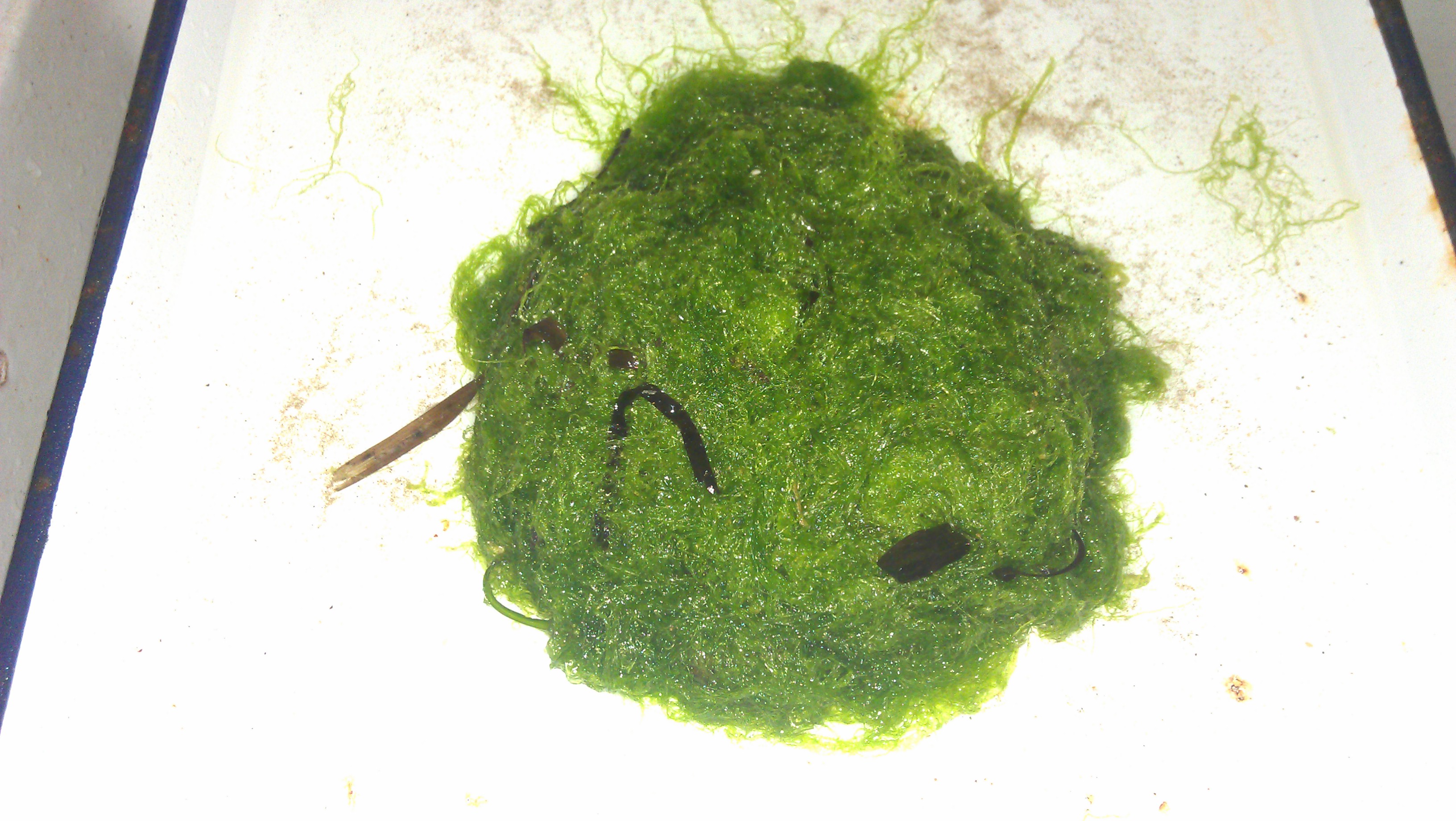 agardh,1883))是石莼科,浒苔属 a target="_blank" href="/item/藻类