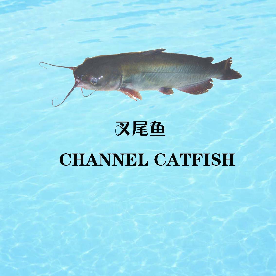  p>三叉琴琴尾鱼(学名:aphyosemionsjoestedti),又称三叉尾鳉,原产于