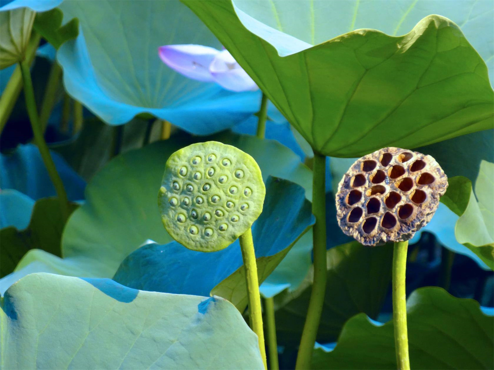 简单来说,莲花中心的果实就是莲蓬.莲蓬像一个碗. 