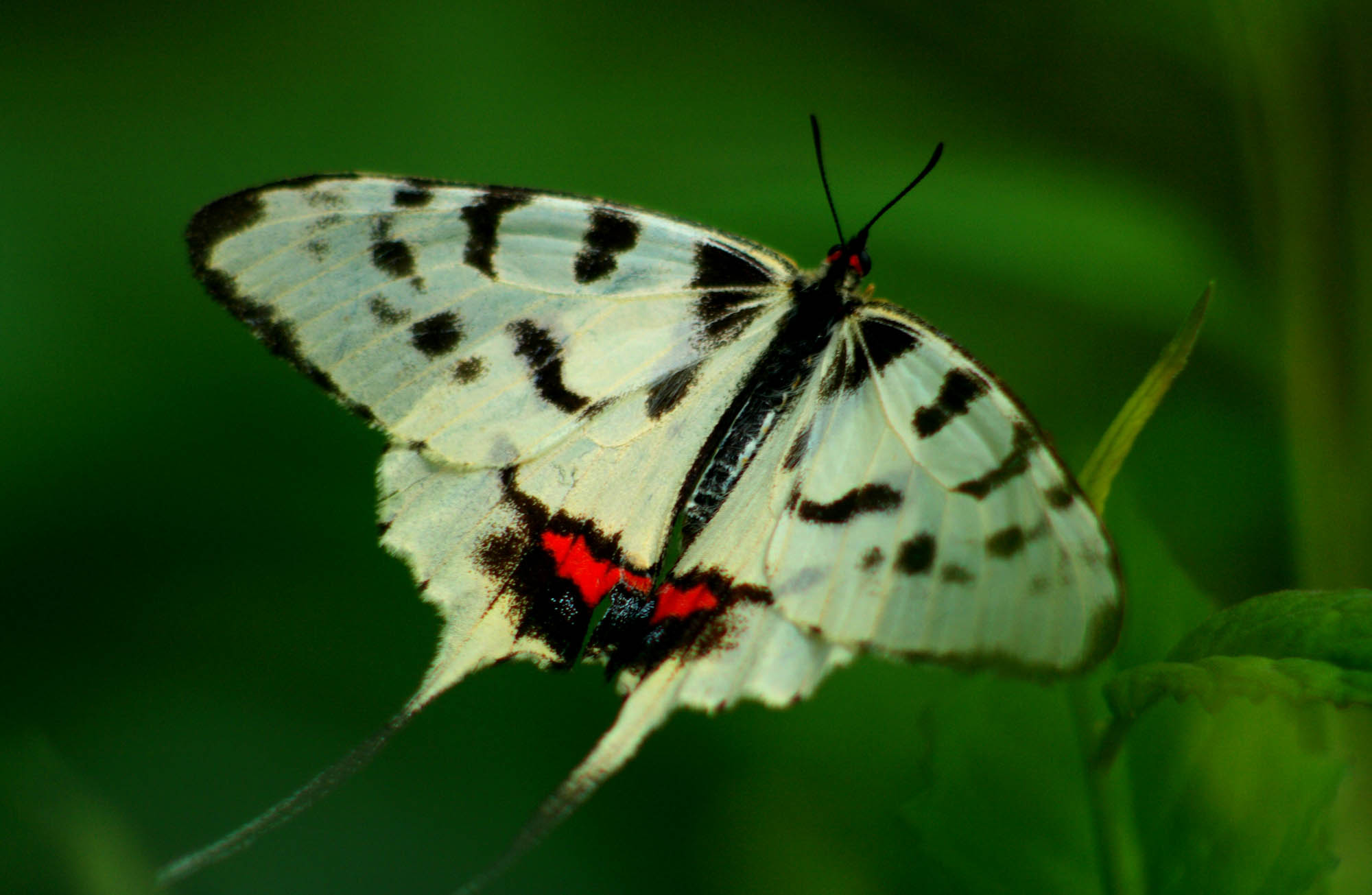 p>丝带凤蝶  i>sericinus montelus  /i>grey 隶属于凤蝶科丝带凤蝶属