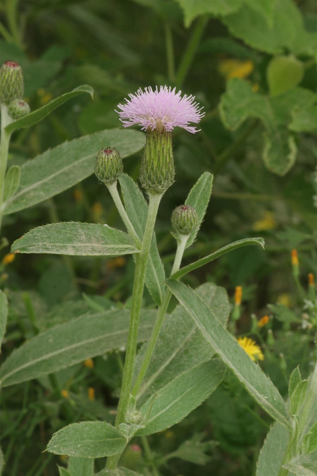  p>刺儿菜(学名: i>cirsium arvense var.