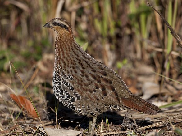 mountain bamboo partridge
