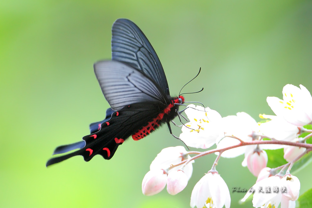长尾凤蝶