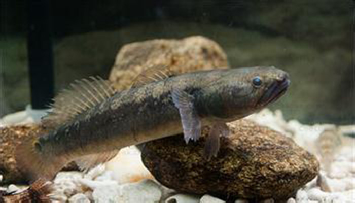 常见的属有乌塘鳢鱼属, 塘鳢鱼属,沙塘鳢鱼属,锯塘鳢鱼属,美塘鳢鱼属