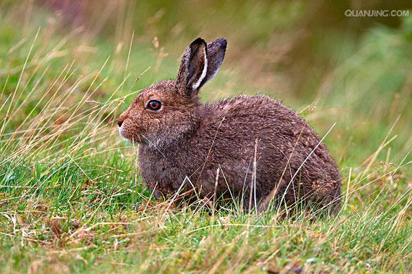 山兔