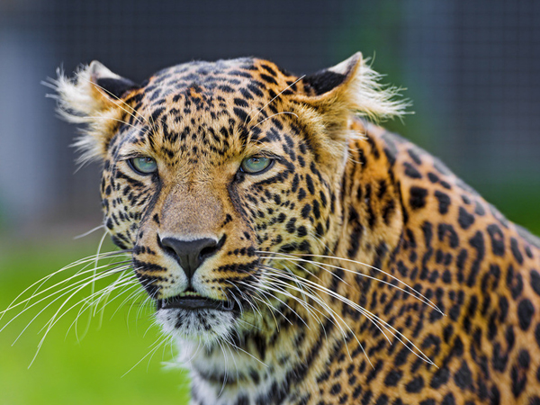  p>国兽( b>national animals /b>):与 a href="#" data-lemmaid="