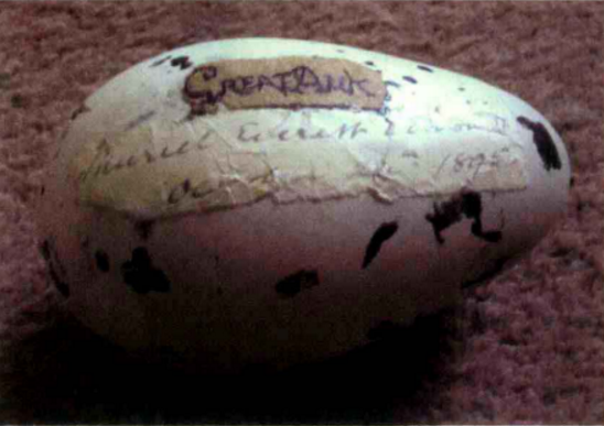  p>大海雀(学名: i>pinguinus impennis /i>)是海雀科,大海雀属的鸟类