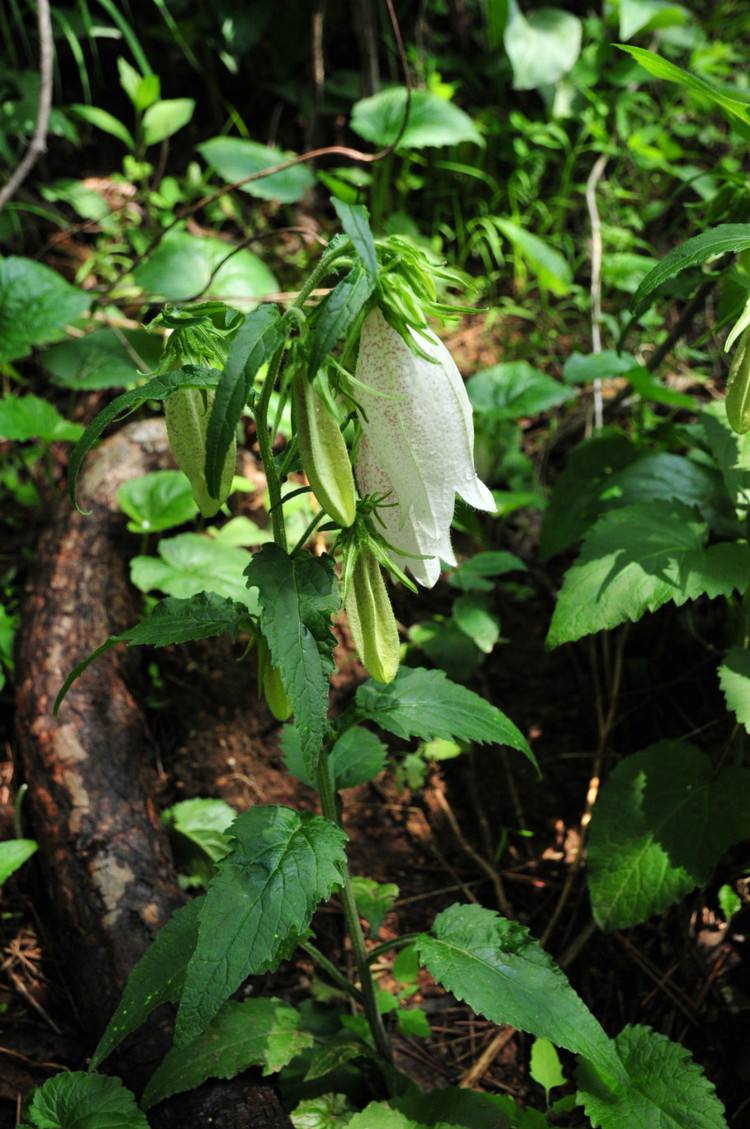 该属物种为 a target="_blank" href="/item/草本植物.">草本植物.