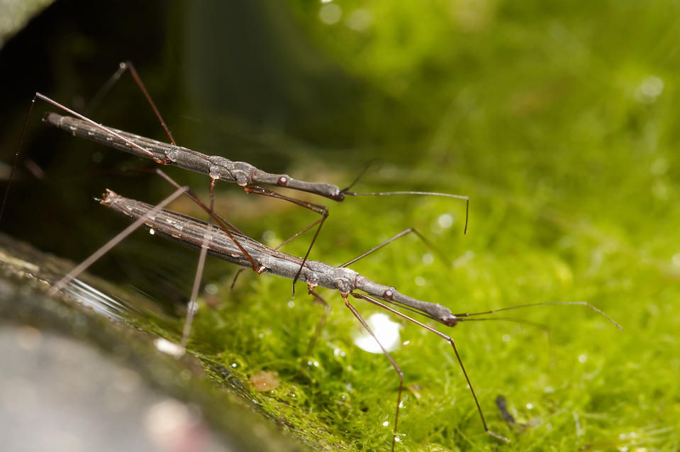  p>水黾科(黾蝽科,gerridae)体型大小相差极大,由1.