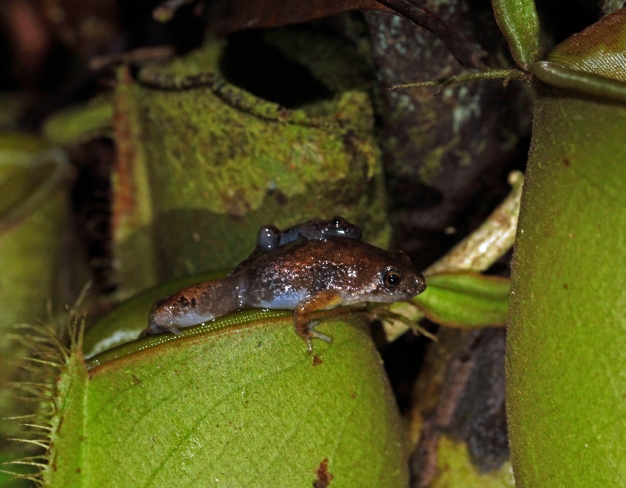  p>阿马乌童蛙(学名: i>paedophryne amauensis /i>):全长7.7毫米.