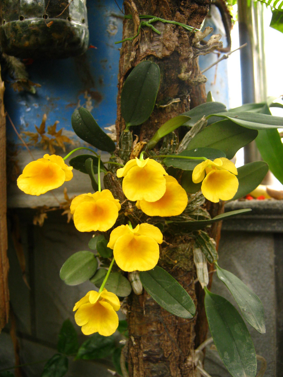 dendrobium dixanthum rchb. f.