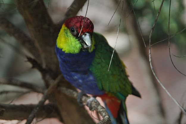  p>红帽鹦鹉(学名:purpureicephalus spurius)是典型的 a href="#"