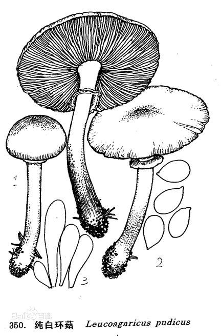  p>纯白环菇: a target="_blank" href="/item/伞菌目/11040793" data