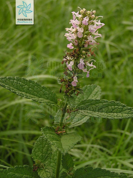  p>黑龙江香科科(学名:teucrium ussuriense komarov)是管状花目下一