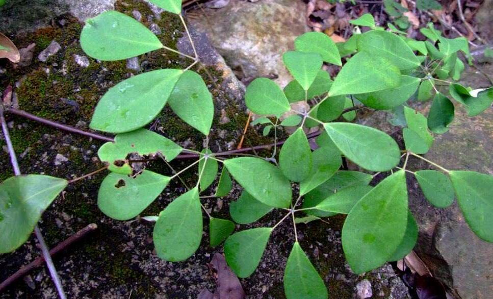  p> a href="#" data-lemmaid="6935500">卵叶丁香蓼 /a>(学名:ludwig