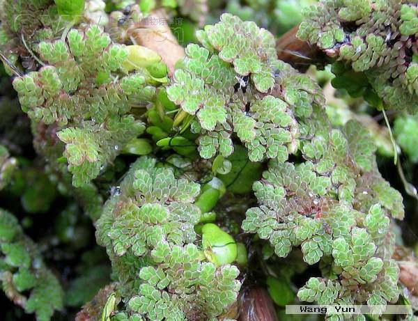  p>满江红属的植物叶无柄,成两列互生于茎上, a target="_blank" href