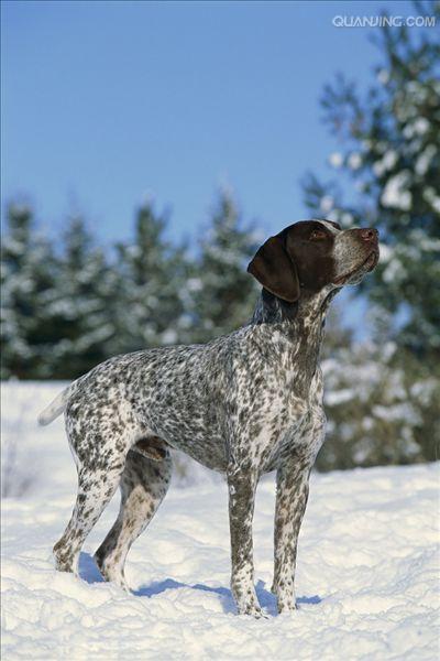 德国短毛指示犬