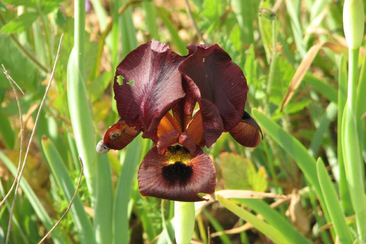  p>黑花鸢尾(学名: i>iris nigricans /i> dinsm.