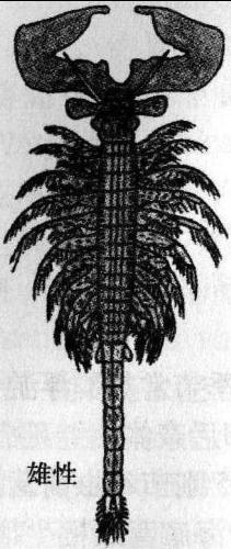 也称盐水丰年虫,盐虫子,丰年虾