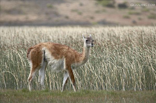  p data-id="gnwiy3wj9h"> b>大羊驼 /b>(拉丁学名: i>lama glama /i>