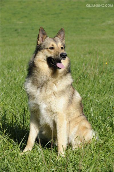  p>牧羊犬是人们赋予专职放牧类犬的一个总称,不是一个单独品种,"家族