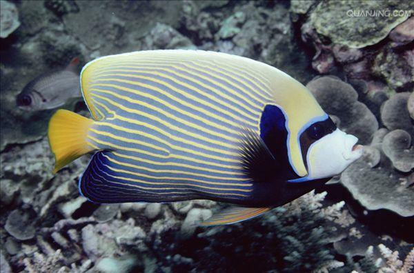 pomacanthus imperator