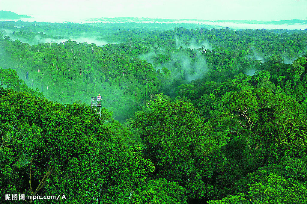  p>季雨林(monsoon forest)是分布在具有明显干湿季节变化热带地区,在