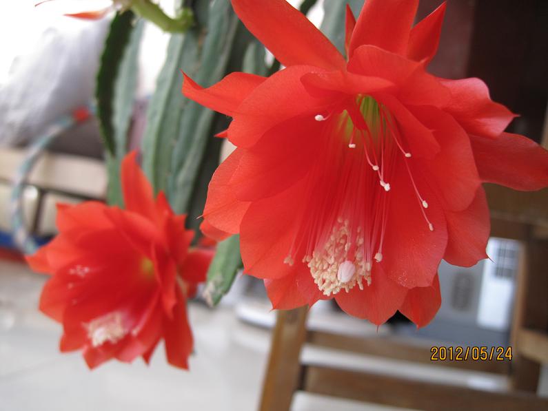  p>令箭荷花( i>nopalxochia ackermanni /i> i>i /i> kunth),为 a