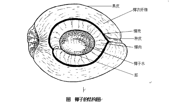 椰子果thecocoanuts(1929)