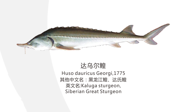 达乌尔鳇