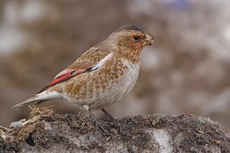 体重32-44克,体长160-190毫米,是一种体型略大的褐色沙雀.