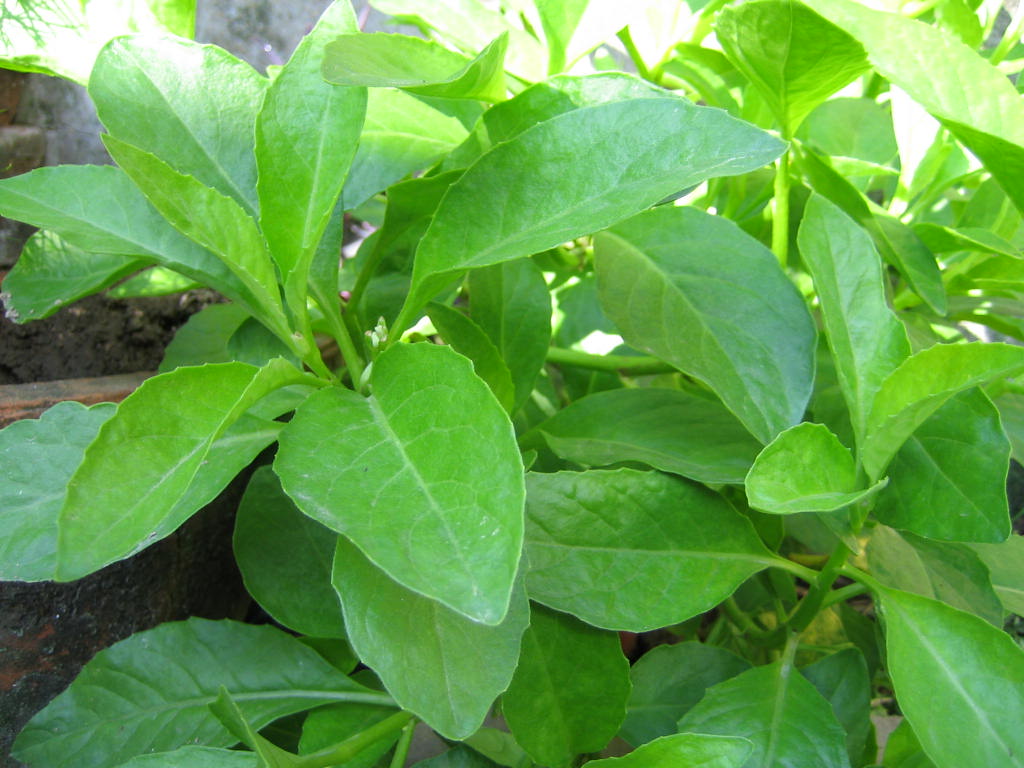 金鸡毛草,又名神奇救