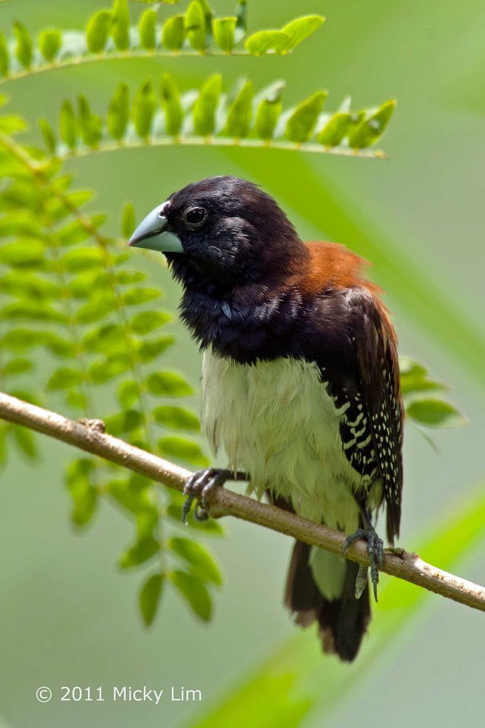 文鸟 /b>(学名: i>lonchura bicolor /i>),是梅花雀科文鸟属的一种