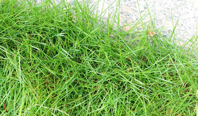  p>细叶结缕草(学名: i>zoysia tenuifolia /i>  willd. ex trin.