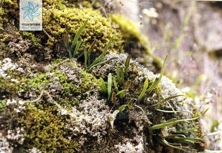  p> b>扭瓦韦 /b>(学名: i> b>lepisorus contortus /b> /i>)为水龙