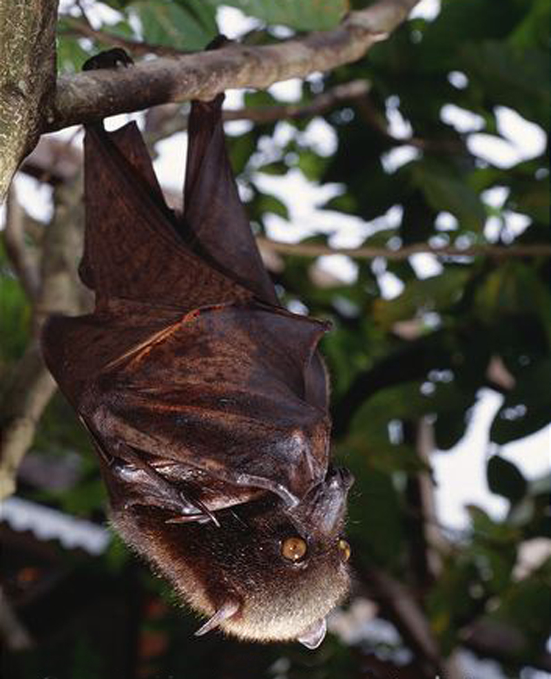  p>鬃毛利齿狐蝠(学名: i>acerodon jubatus /i>):是狐蝠科,利齿狐蝠