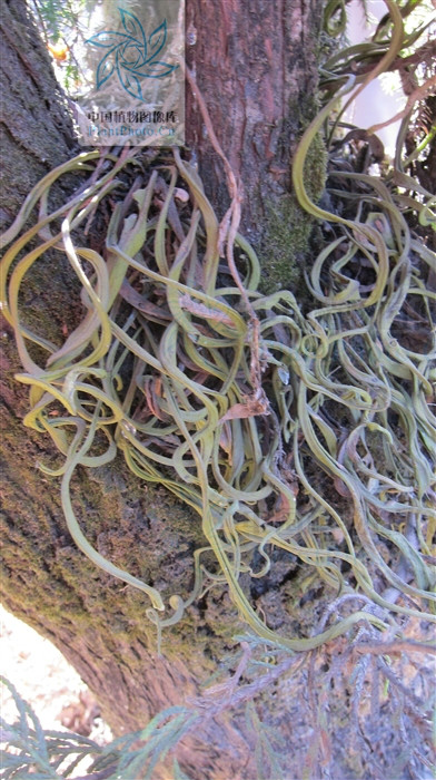  p> b>扭瓦韦 /b>(学名: i> b>lepisorus contortus /b> /i>)为水龙