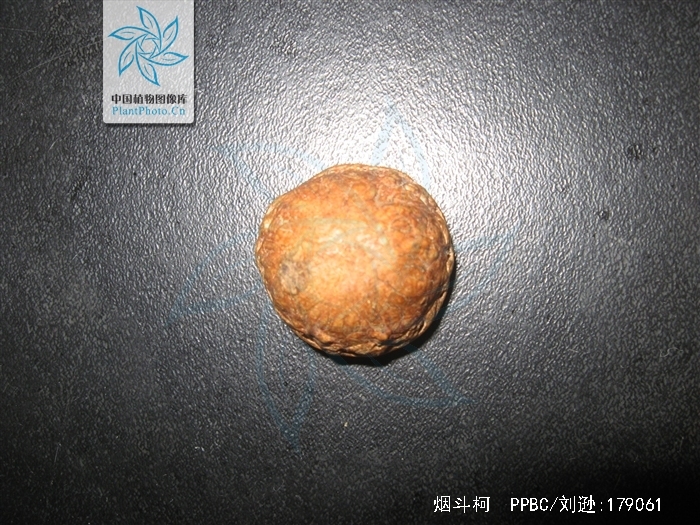 壳斗科柯属乔木,树高达15米;幼枝被短绒毛;叶长椭圆形或椭圆状倒卵形