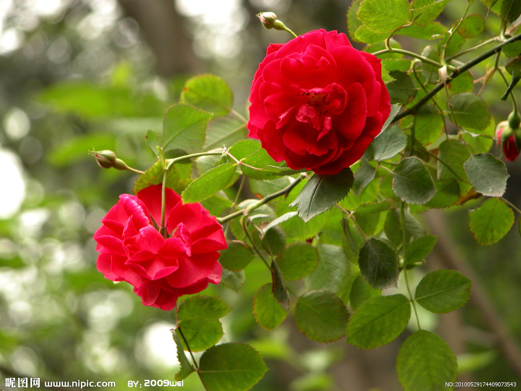  p>四大切花为月季,菊花,香石竹(即康乃馨),唐菖蒲(即剑兰).