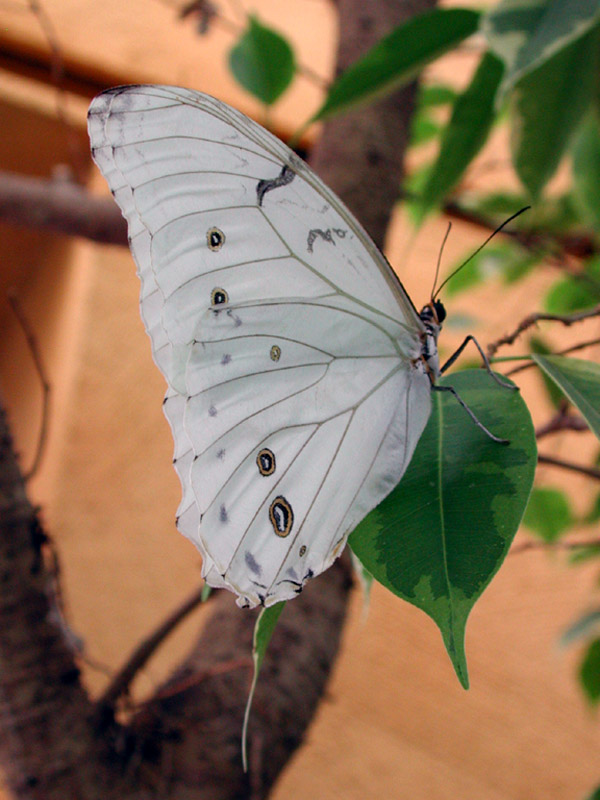  p>白摩尔闪蝶(学名: i>morpho epistrophus /i>),鳞翅目,蛱蝶科,闪蝶