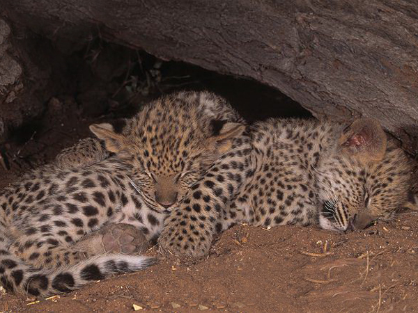 的大型 a target="_blank" href="/item/肉食性动物">肉食性动物 /a>