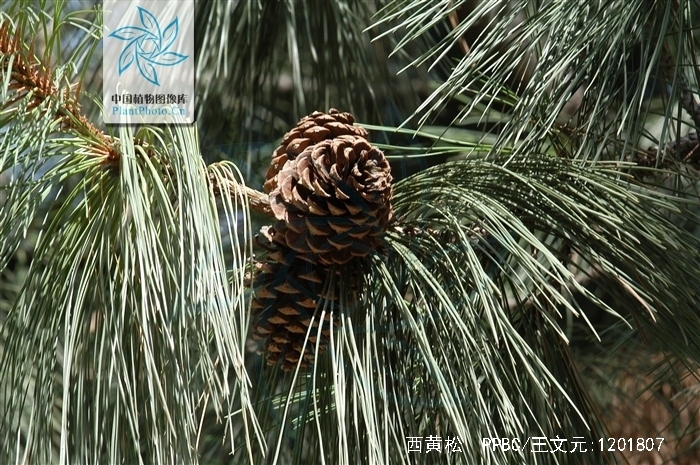  p>西黄松(学名: i>pinus ponderosa /i> dougl. ex laws.
