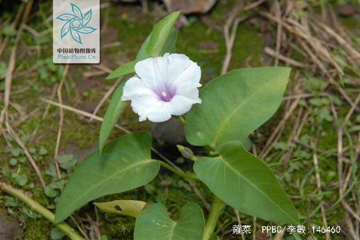 target="_blank" href="/item/光萼