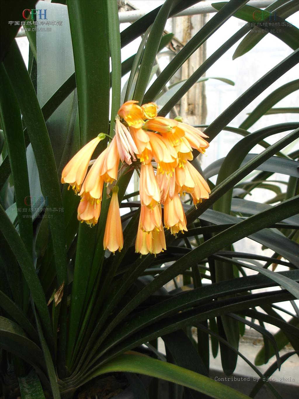  p>垂笑君子兰(学名: i>clivia nobilis  /i>lindl.