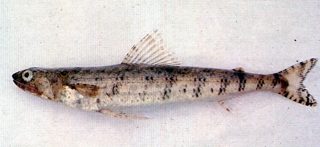 id="gn3ejfbxd4">双斑狗母(学名:synodus binotatus)又称吻斑狗母鱼