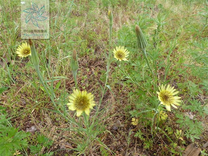  p>黄花婆罗门参(学名: i>tragopogon orientalis /i> l.
