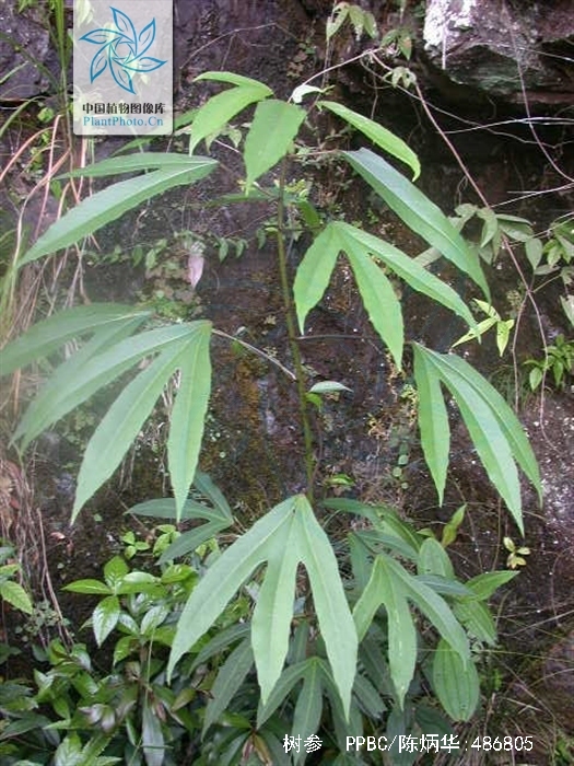  p>树参(学名: i>dendropanax dentiger /i> (harms) merr.