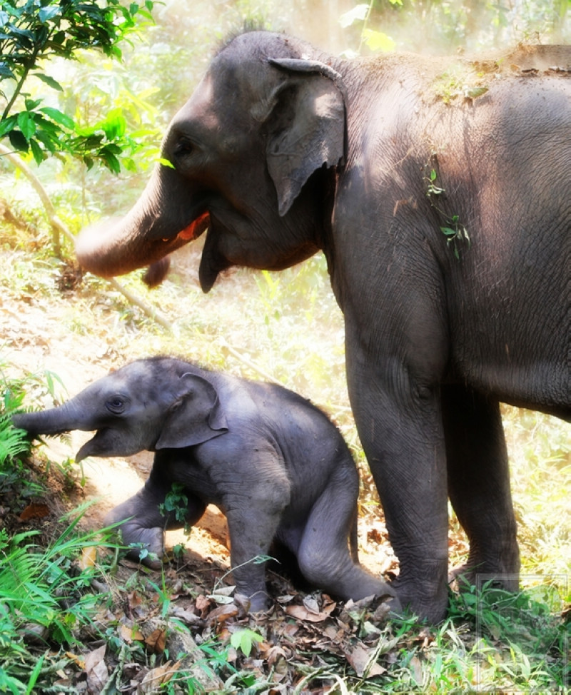  p>苏门答腊象(学名:elephas maximus sumatranus)是 a target="