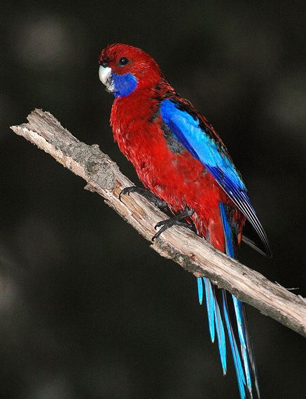  p>深红玫瑰鹦鹉(学名:platycercus elegans)是典型的 a href="#"