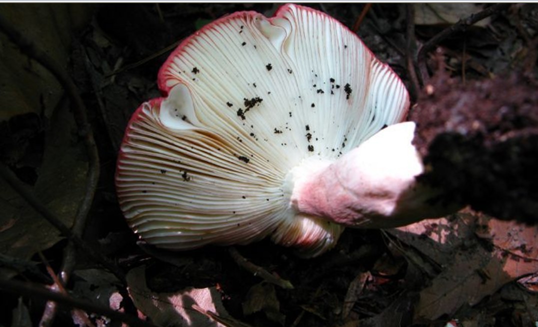 菌盖直径4-10cm,初半球形,后平展中稍下凹,不粘,红色老后色变暗,边缘